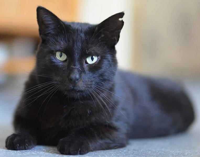 Kattenpraat