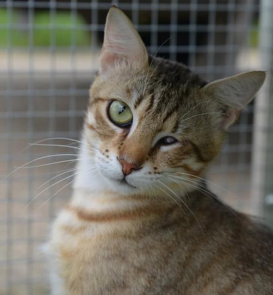Kattenpraat