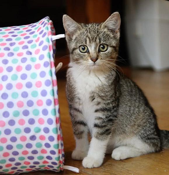 Kattenpraat