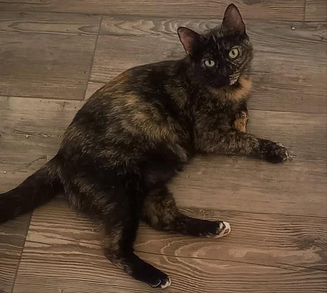 Kattenpraat
