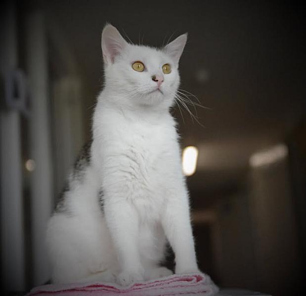 Kattenpraat