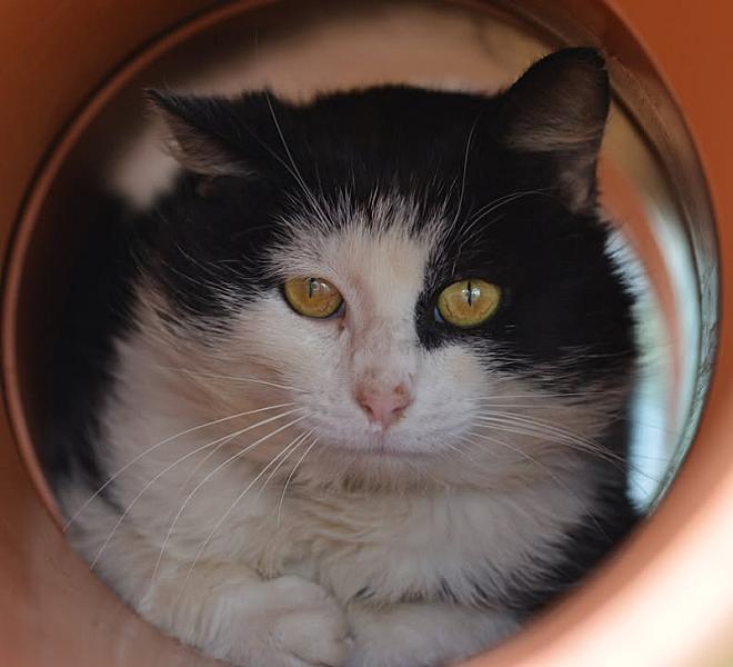 Kattenpraat
