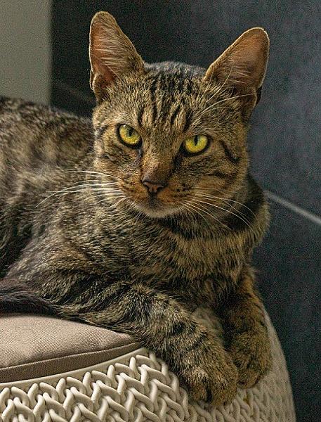 Kattenpraat
