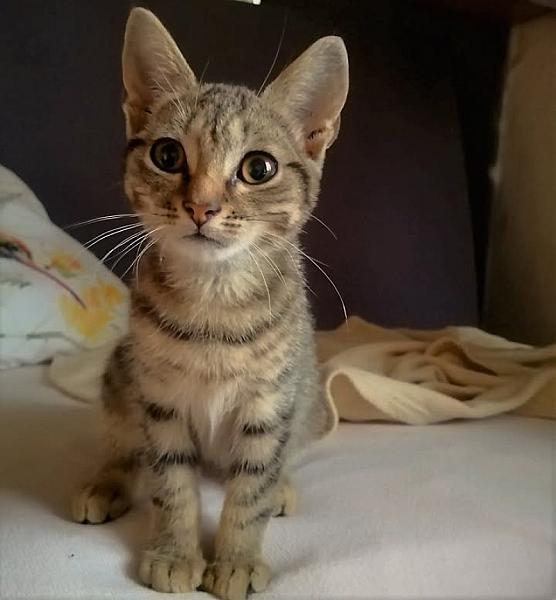 Kattenpraat
