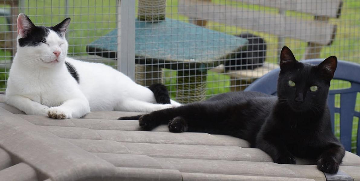 Kattenpraat