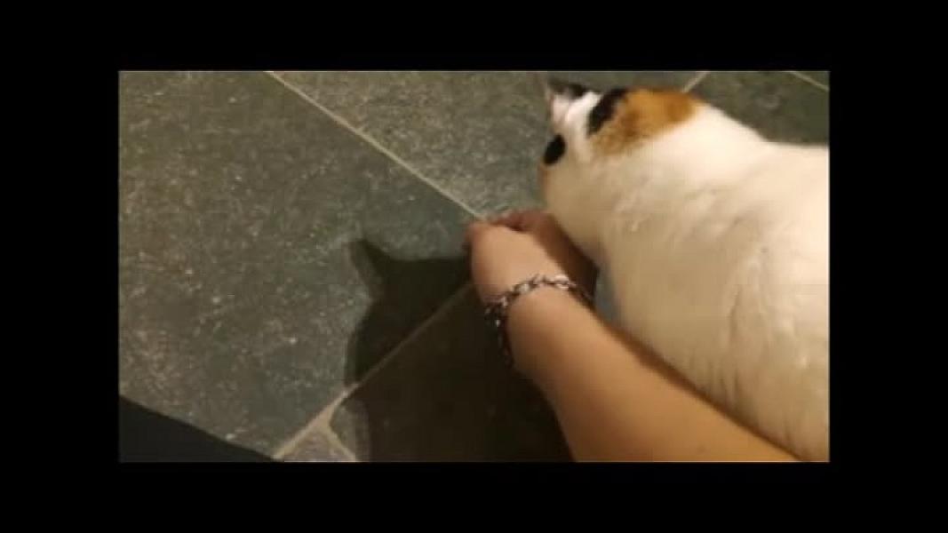 Kattenpraat