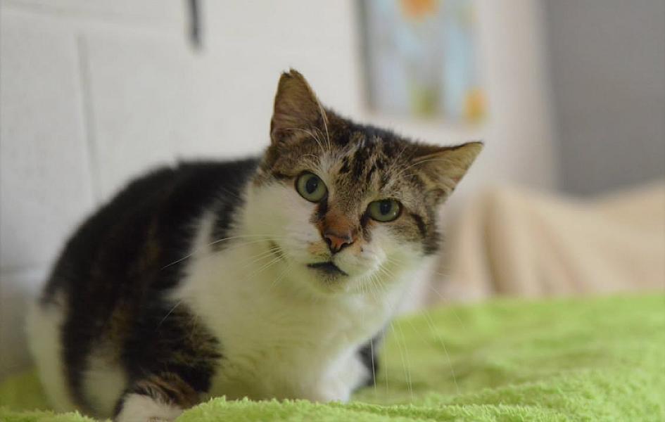Kattenpraat