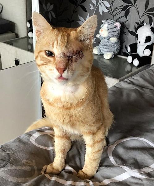 Kattenpraat