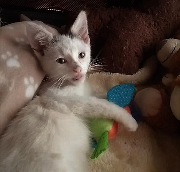 Kattenpraat