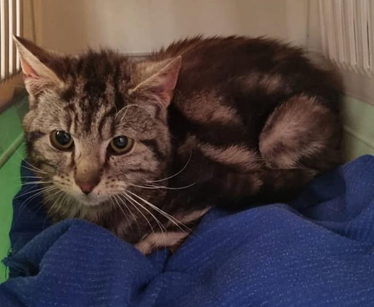Kattenpraat