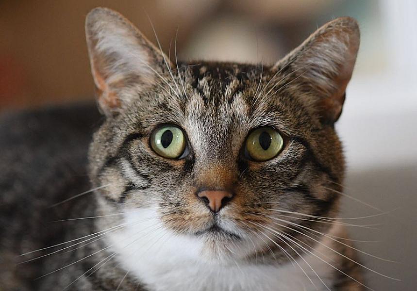 Kattenpraat