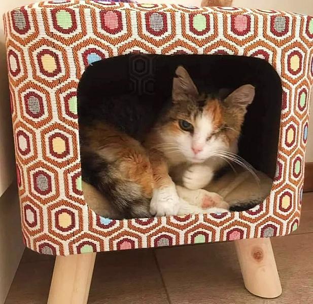 Kattenpraat