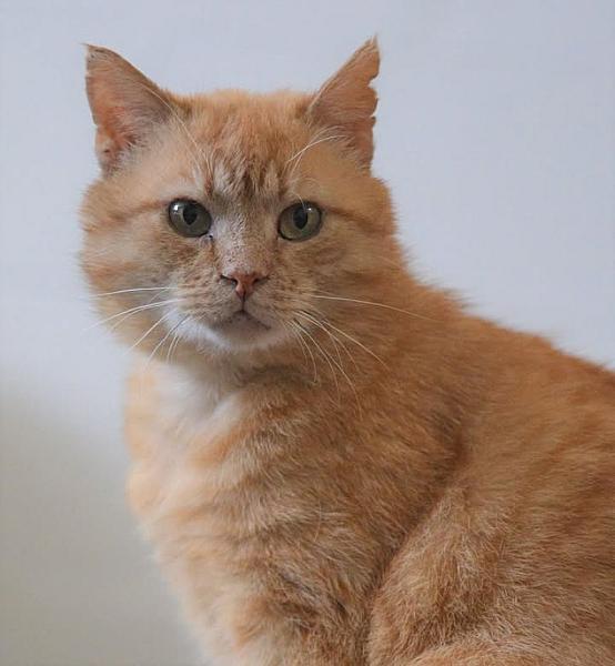 Kattenpraat