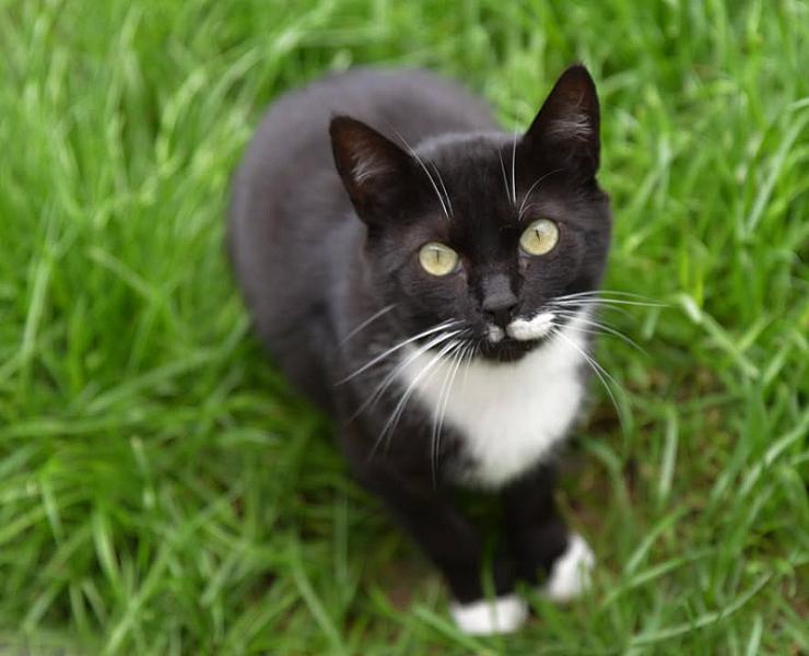 Kattenpraat