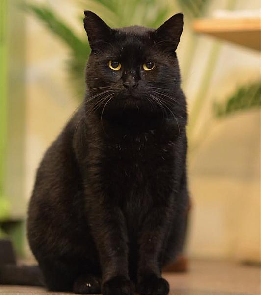 Kattenpraat