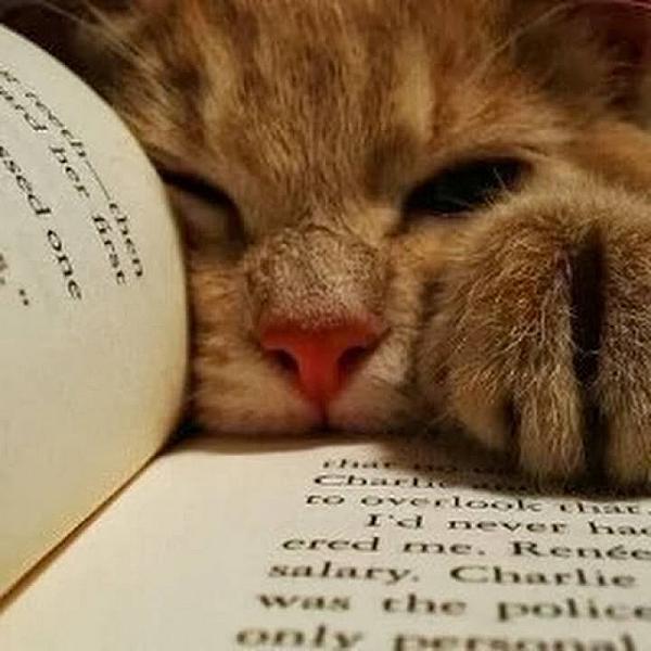 Kattenpraat