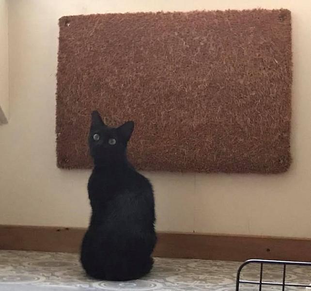 Kattenpraat