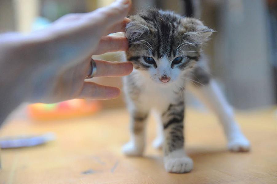 Kattenpraat