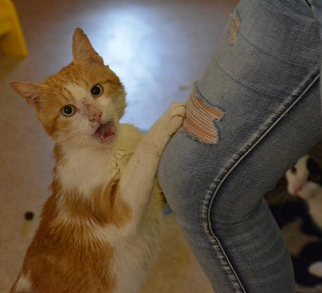 Kattenpraat
