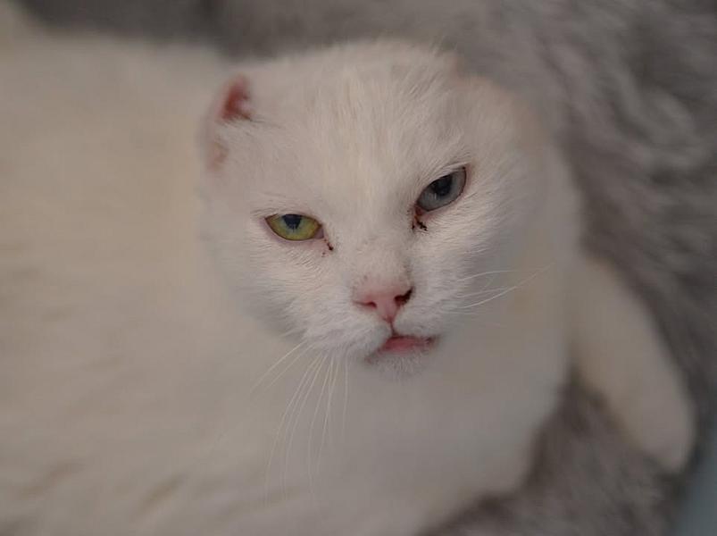 Kattenpraat