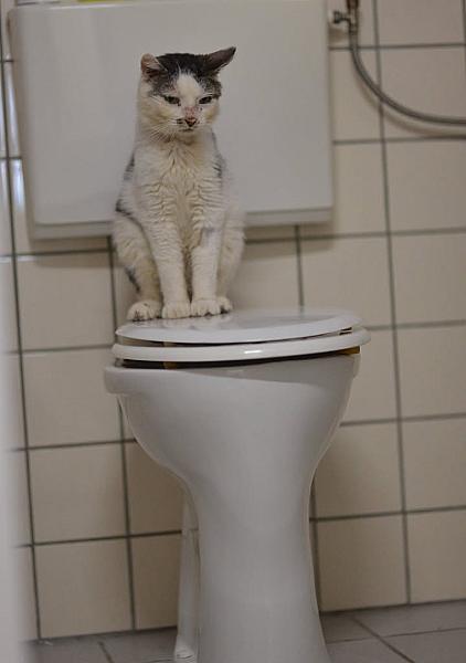 Kattenpraat