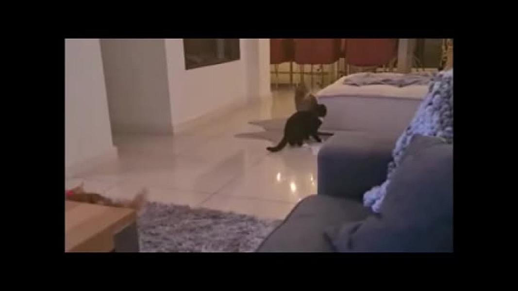 Kattenpraat