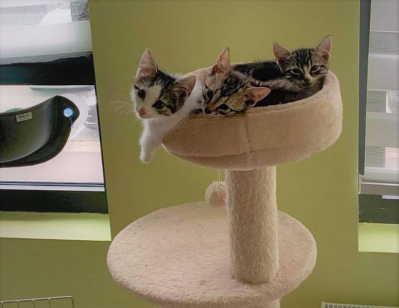 Kattenpraat