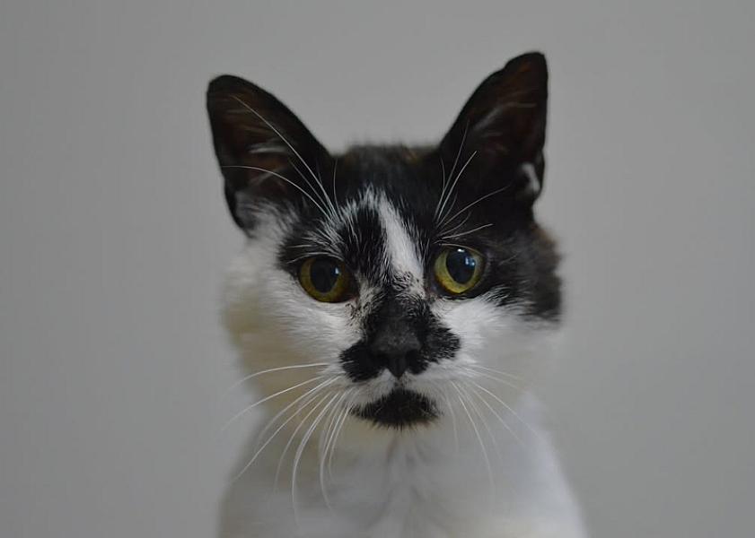Kattenpraat