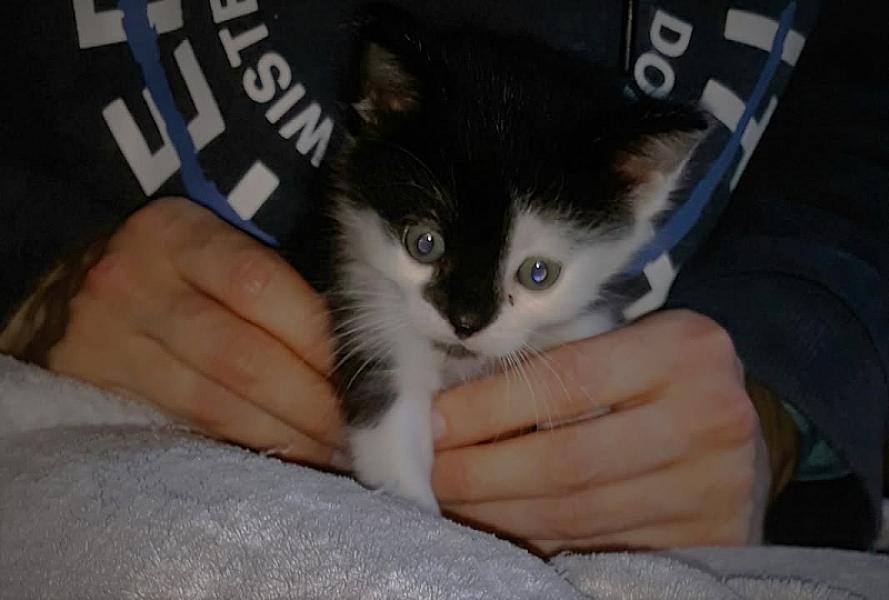Kattenpraat