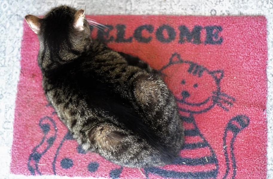 Kattenpraat