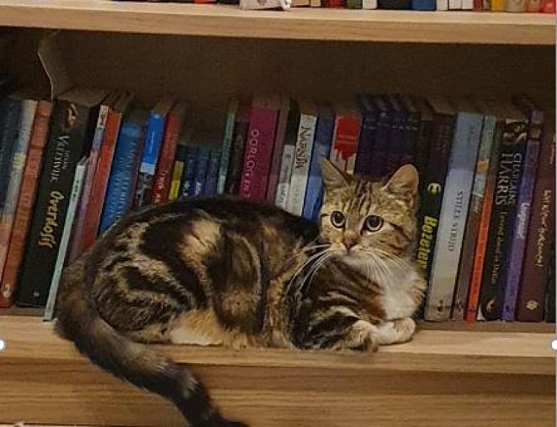 Kattenpraat