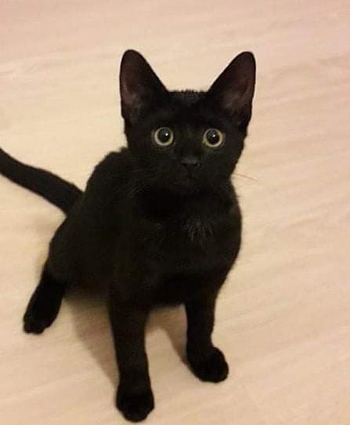 Kattenpraat