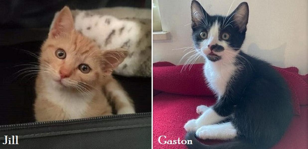 Kattenpraat