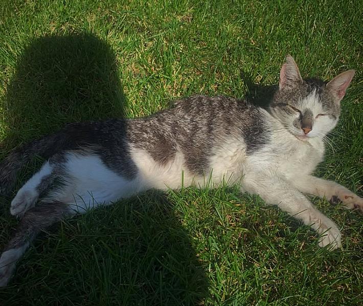 Kattenpraat