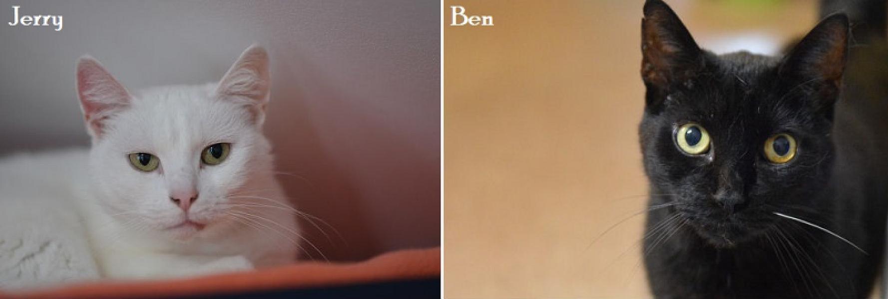 Kattenpraat