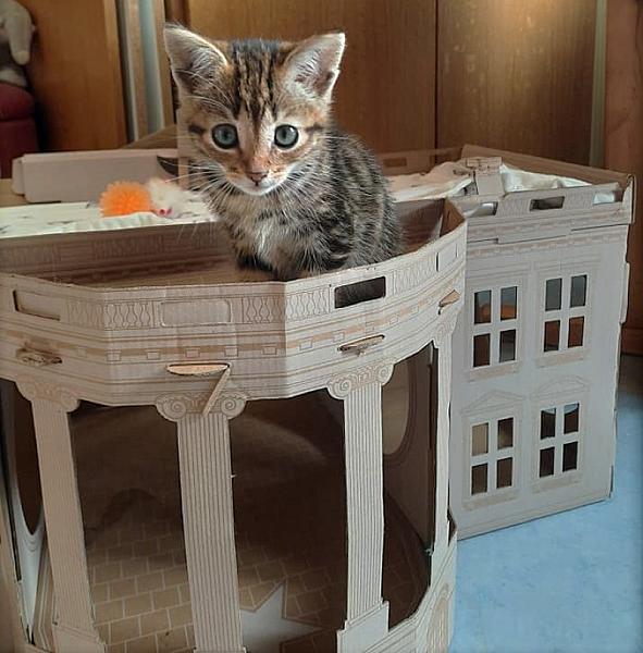 Kattenpraat