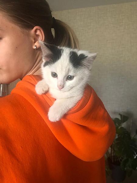 Kattenpraat
