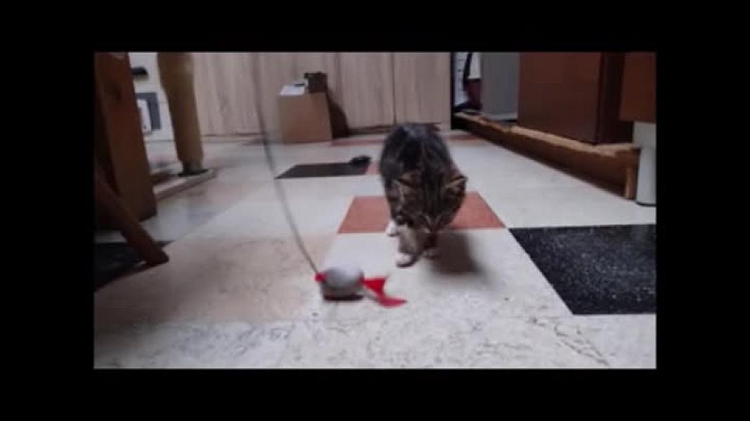 Kattenpraat