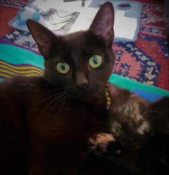 Kattenpraat