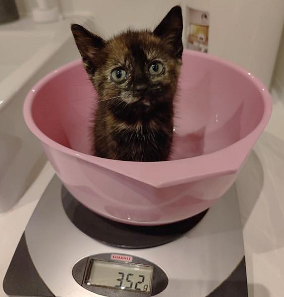 Kattenpraat