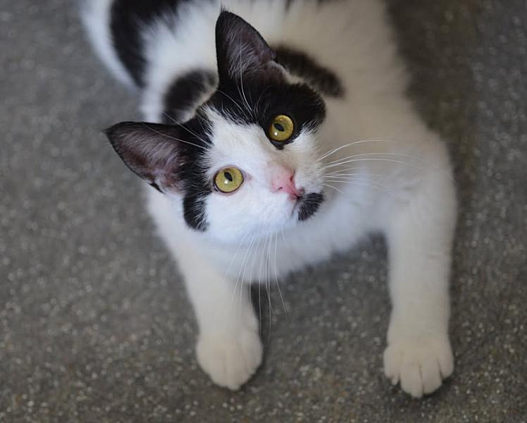 Kattenpraat