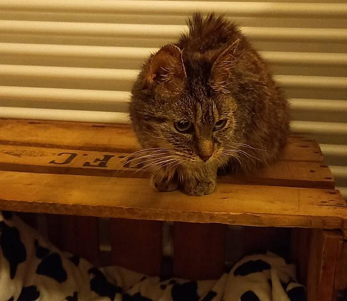 Kattenpraat