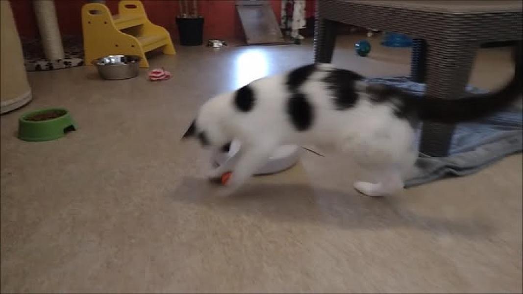 Kattenpraat
