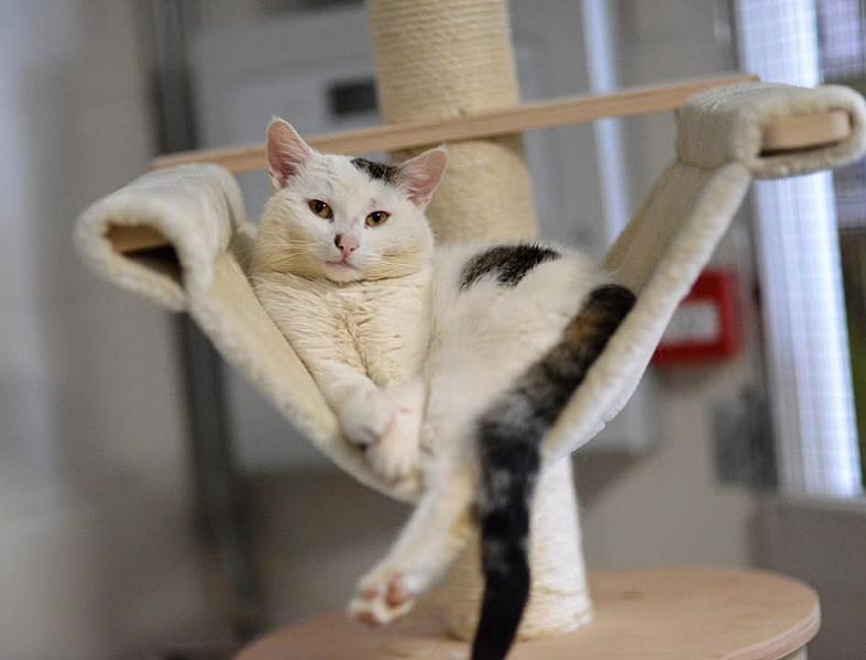 Kattenpraat