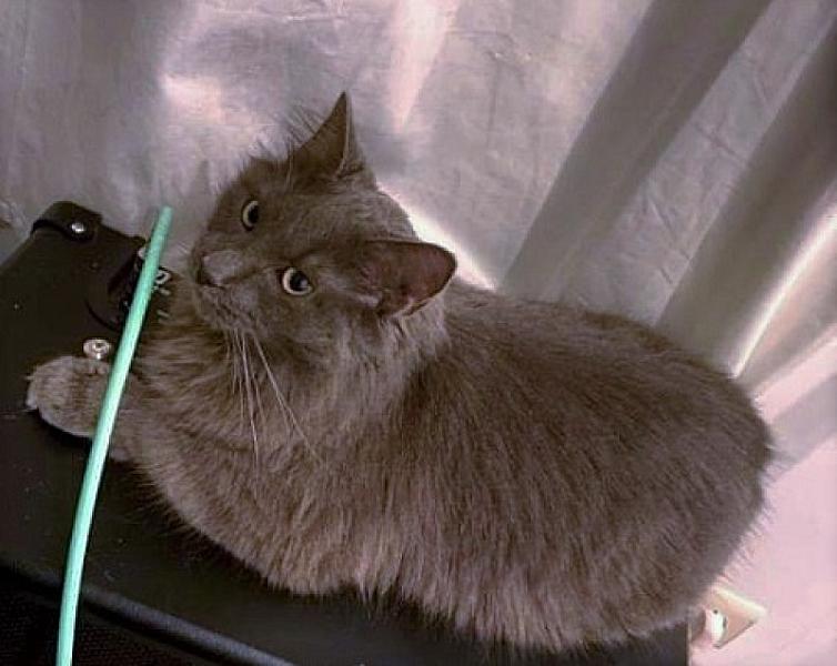 Kattenpraat