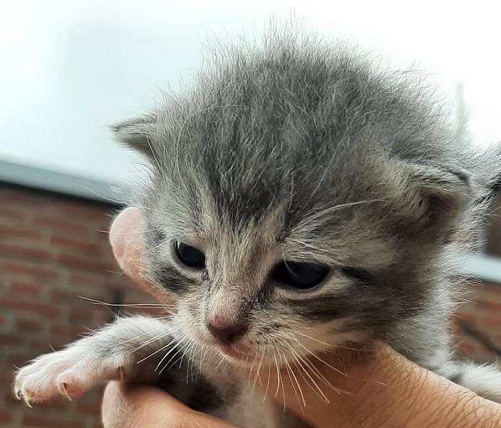 Kattenpraat