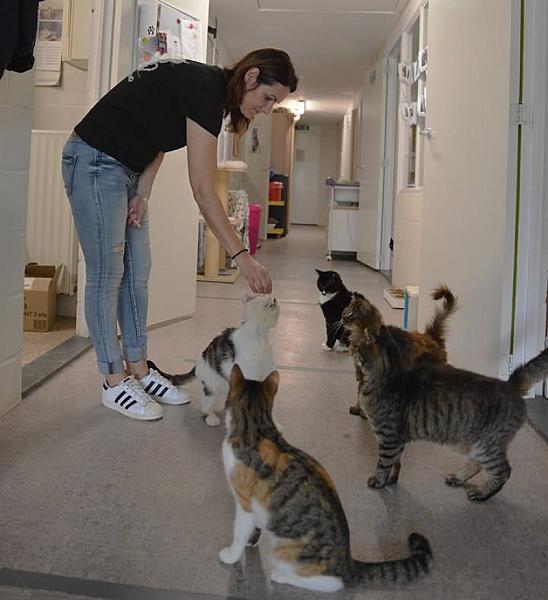 Kattenpraat