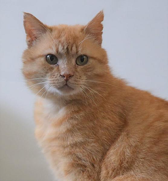 Kattenpraat