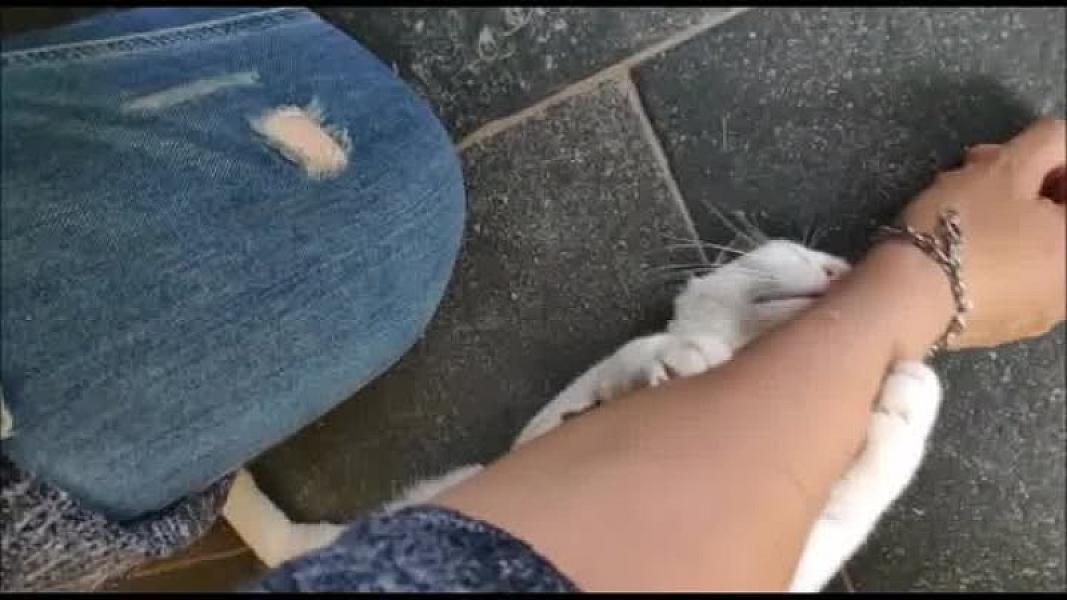 Kattenpraat