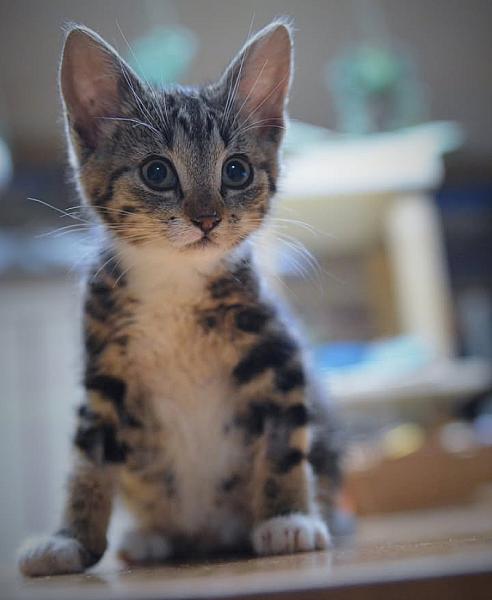 Kattenpraat